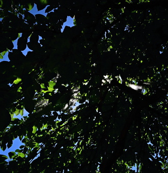 DSC_8752.JPG