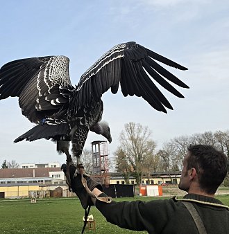 Letová ukázka dravců Zayferus